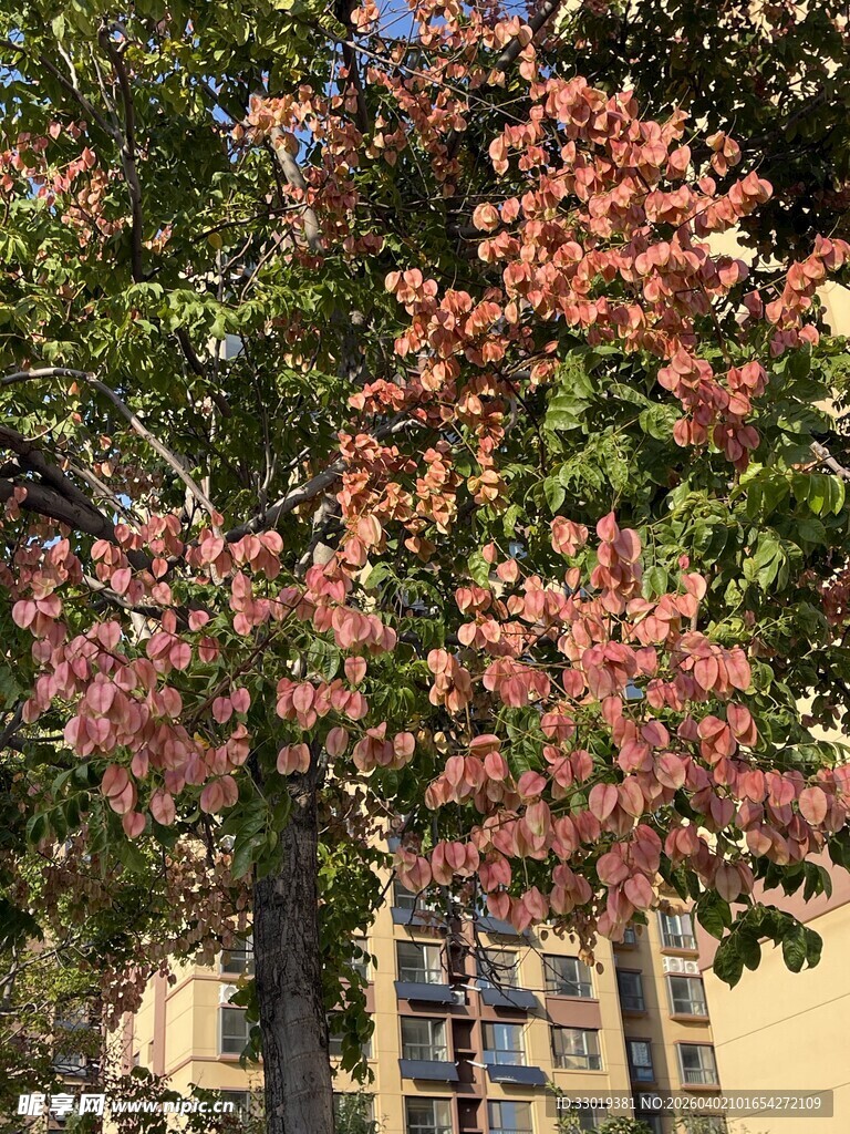 繁花绿树映衬下的建筑