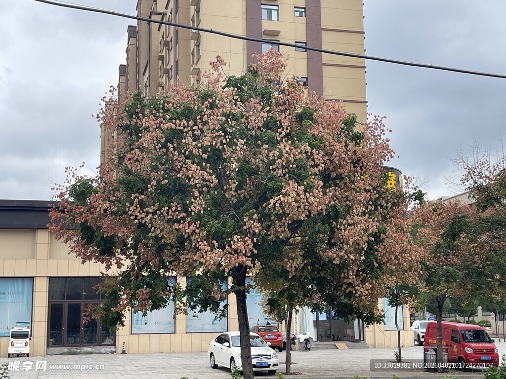 街道旁繁花盛开的树木