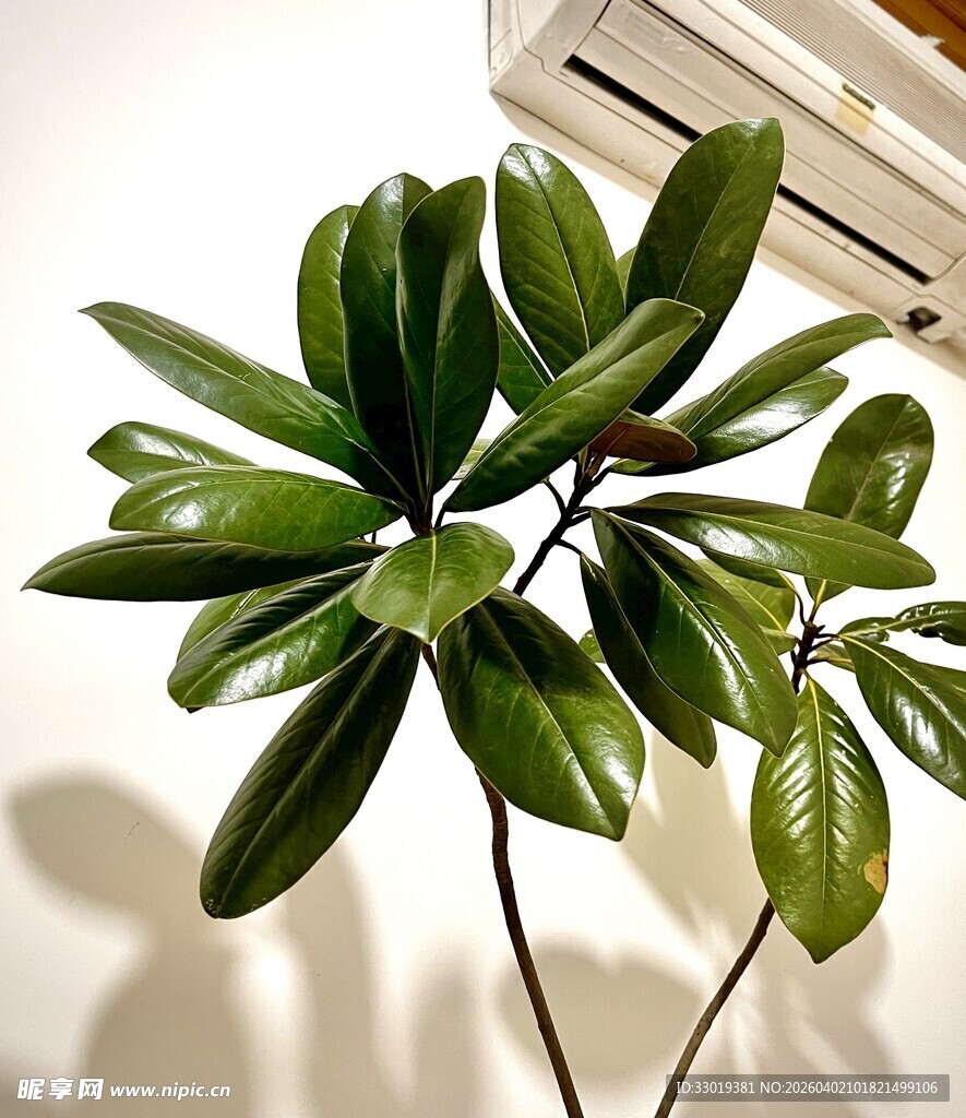 室内绿植生机盎然