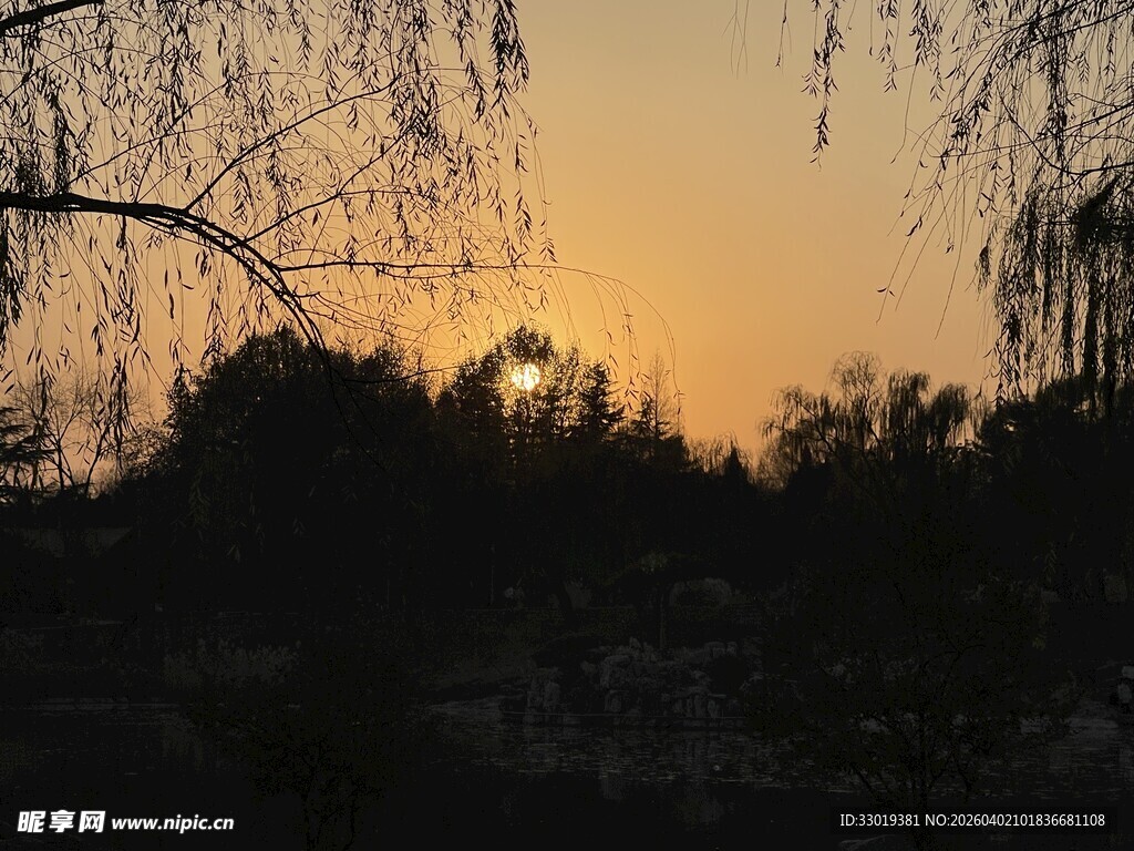 夕阳下的垂柳美景