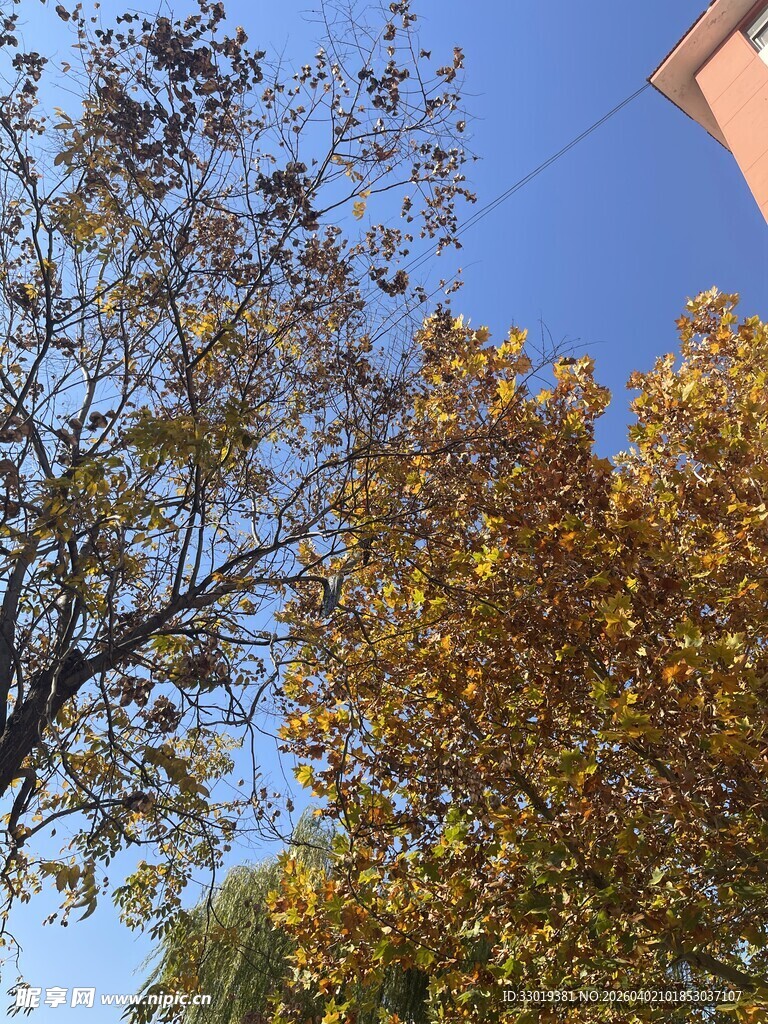 秋日树梢  蓝天映衬美景