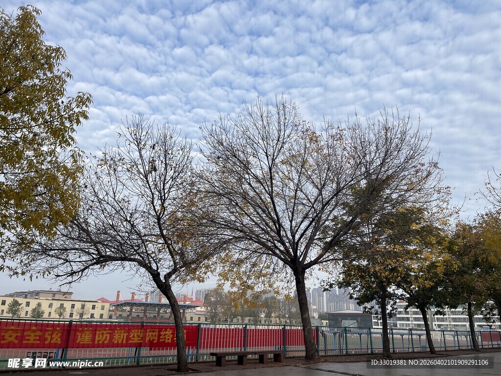 冬日公园萧瑟树木景象