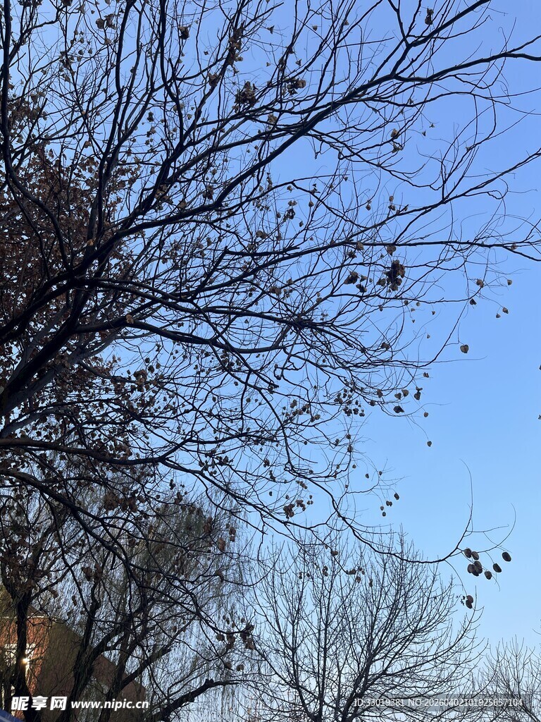 冬日树枝与蓝天景象