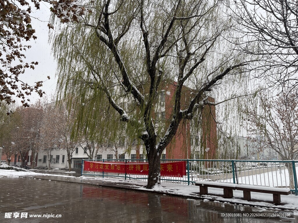 雪后垂柳下的城市景致