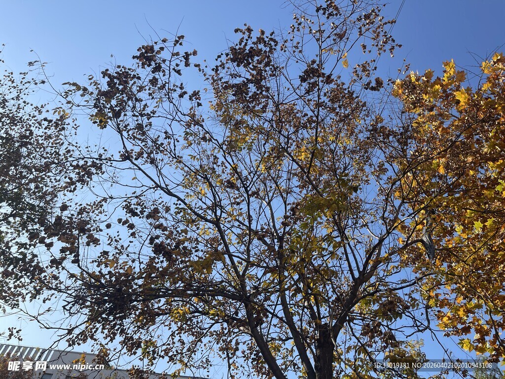 秋日树木蓝天景致