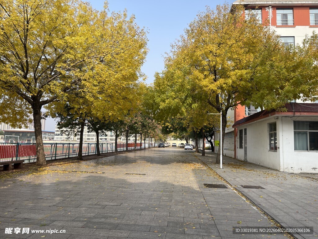 秋日街道旁的黄叶树木