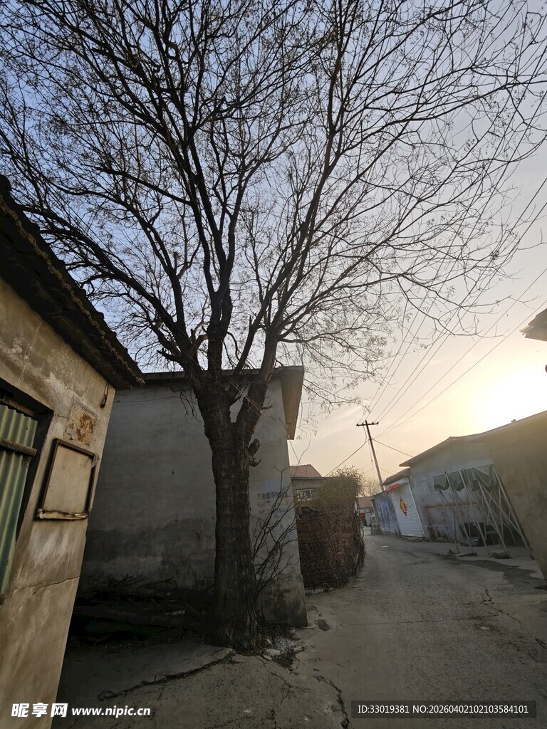 乡村冬日枯树旁的小屋