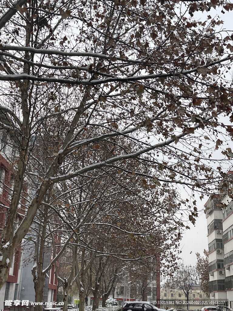 冬日街道旁的落叶树木