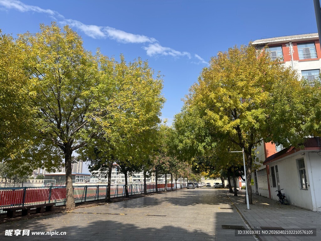 街道旁绿树成荫的景象