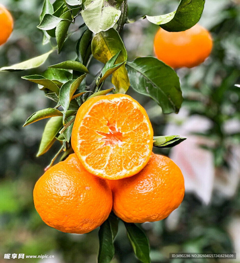 枝头饱满的新鲜橘子