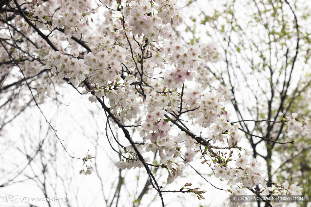 枝头绽放的烂漫樱花