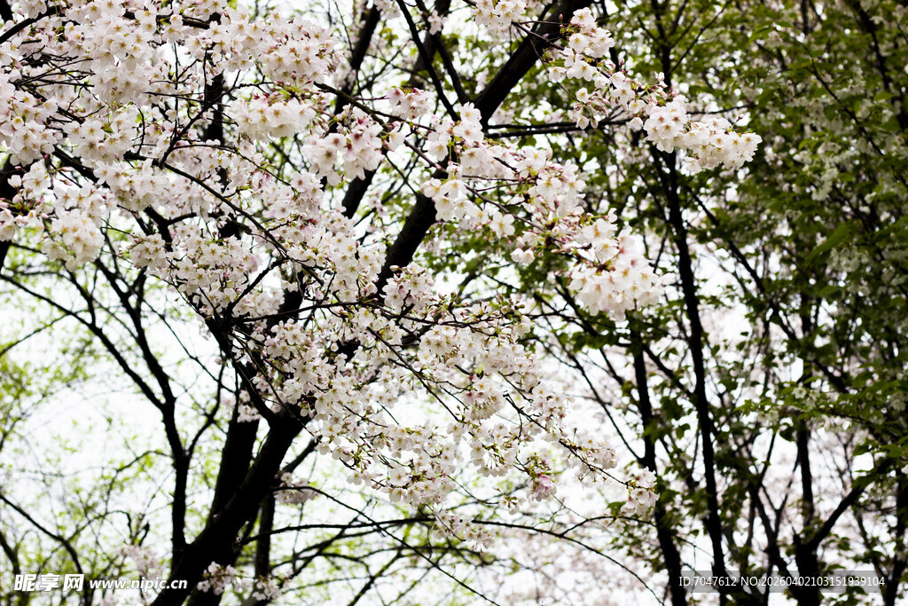 春日盛开的烂漫樱花树