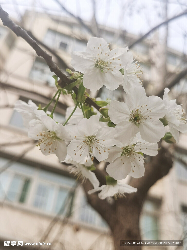 枝头绽放的洁白花朵