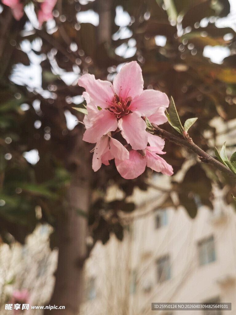 枝头绽放的娇艳粉色花朵