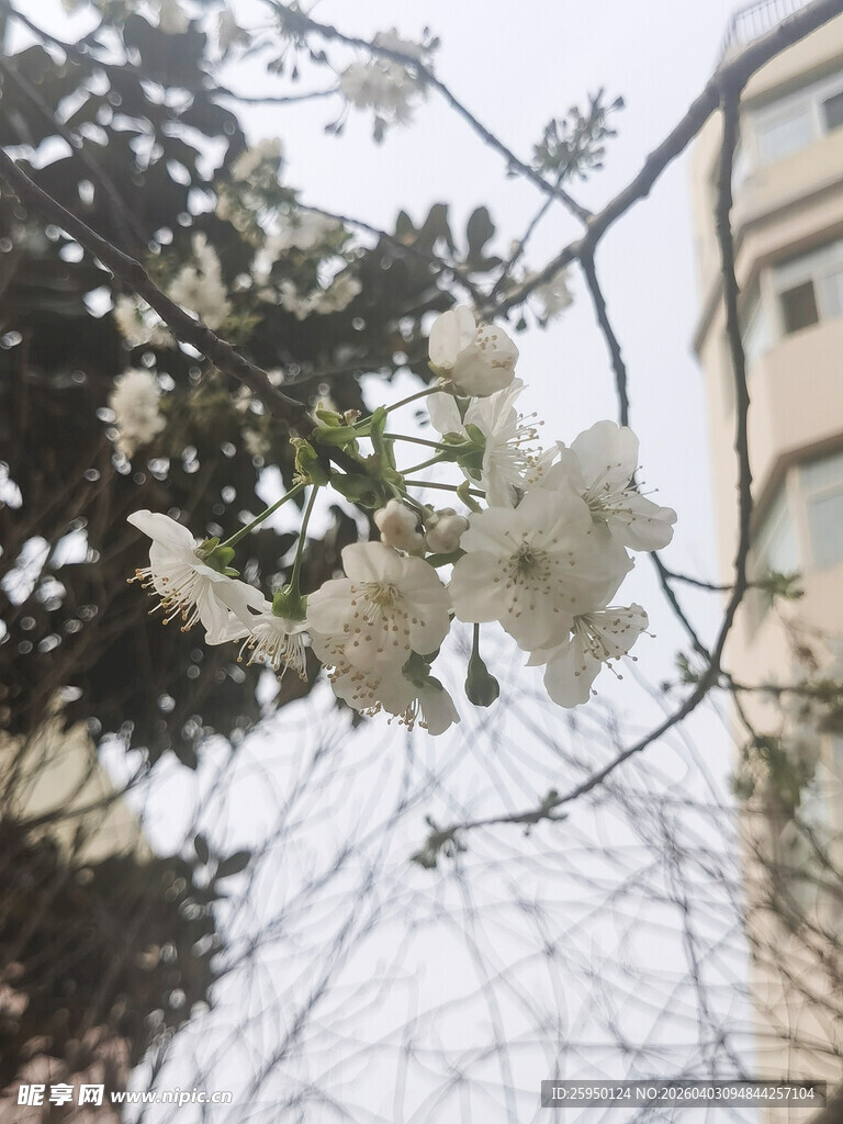枝头白花