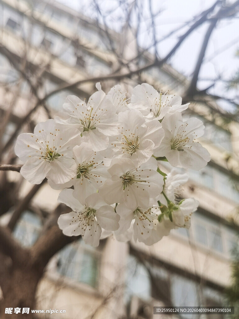 枝头绽放的洁白樱花