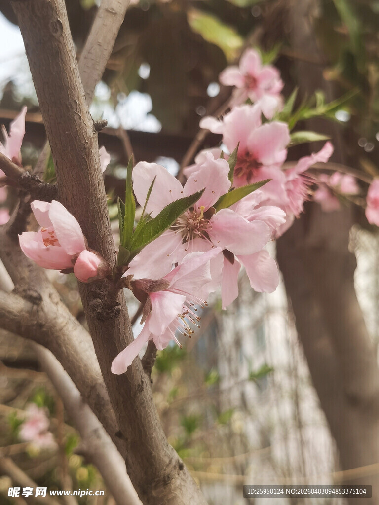 枝头绽放的粉嫩桃花
