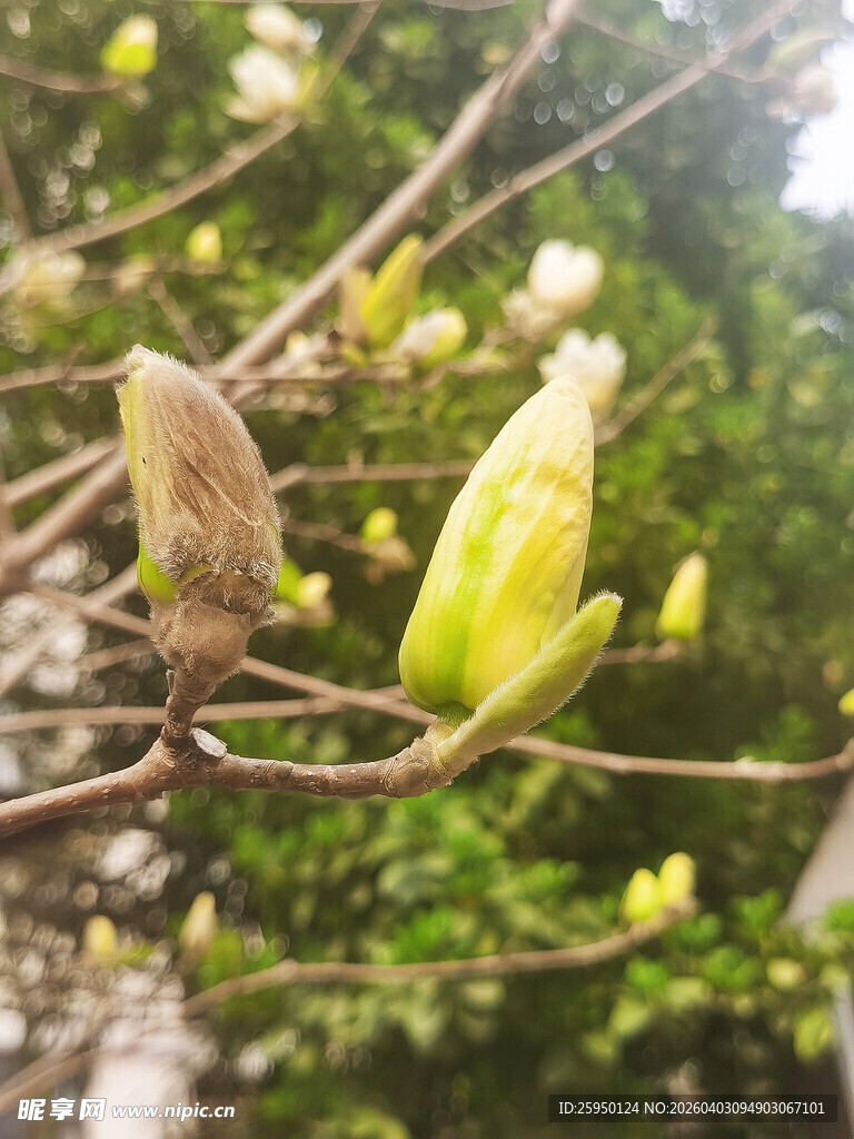 枝头嫩叶初绽
