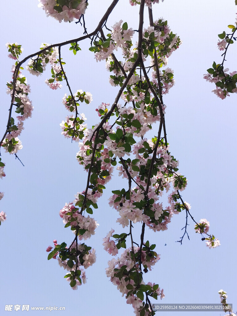 枝头绽放的粉嫩樱花