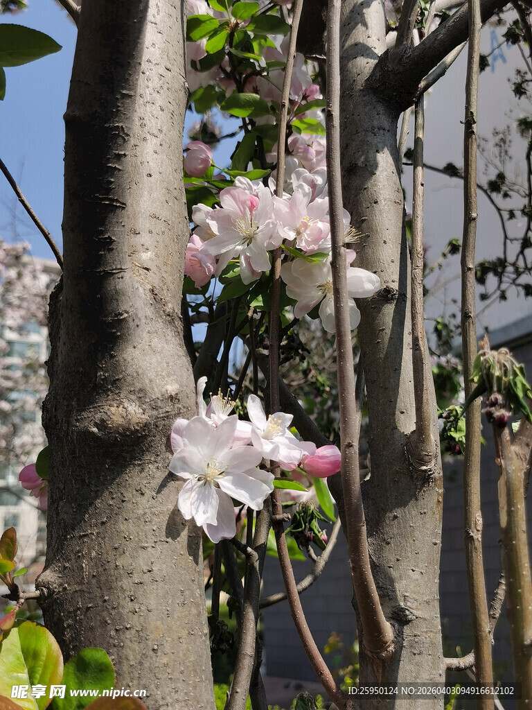 繁花绕树