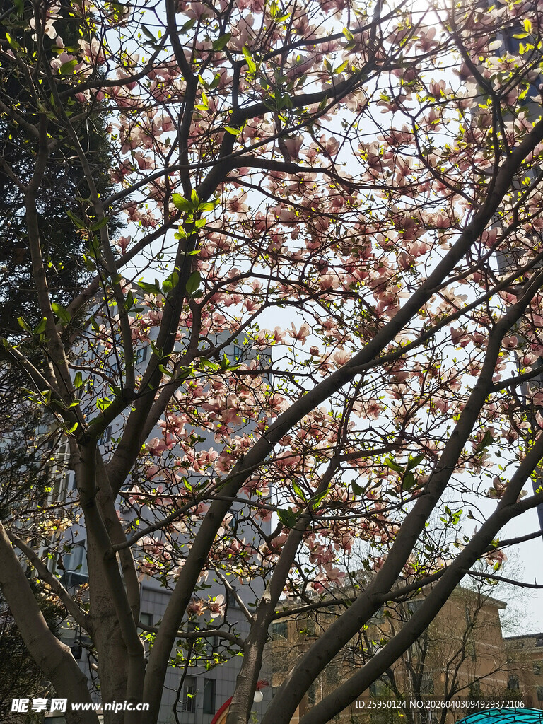 春日烂漫