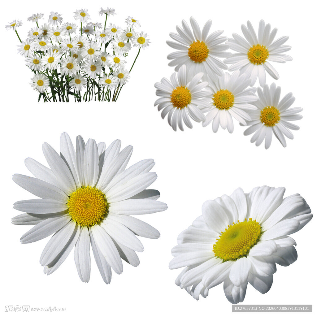 清新洋甘菊花朵素材集合