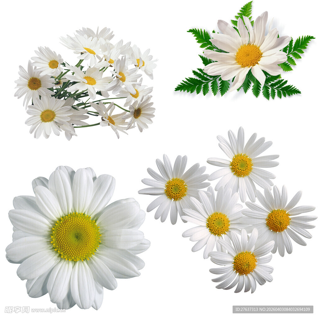 清新美丽的白色雏菊花朵