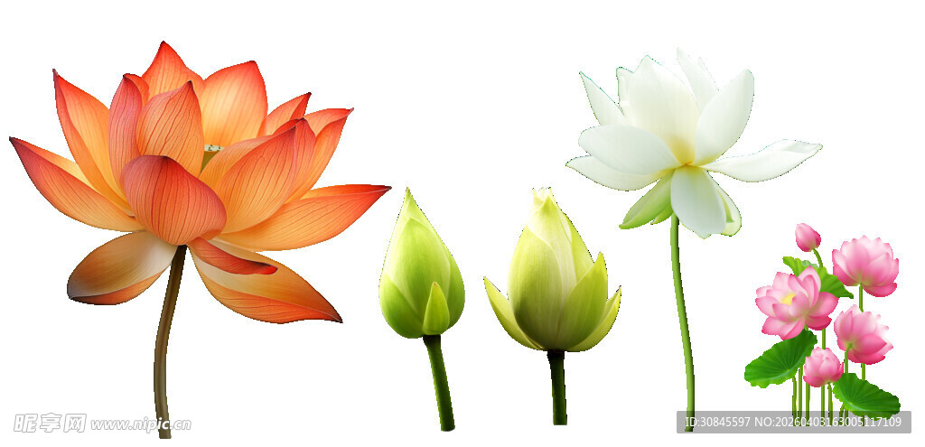 多彩莲花与花苞展示