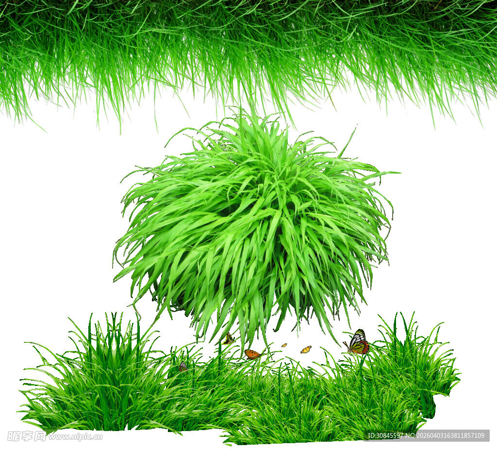 翠绿茂盛的草丛景观