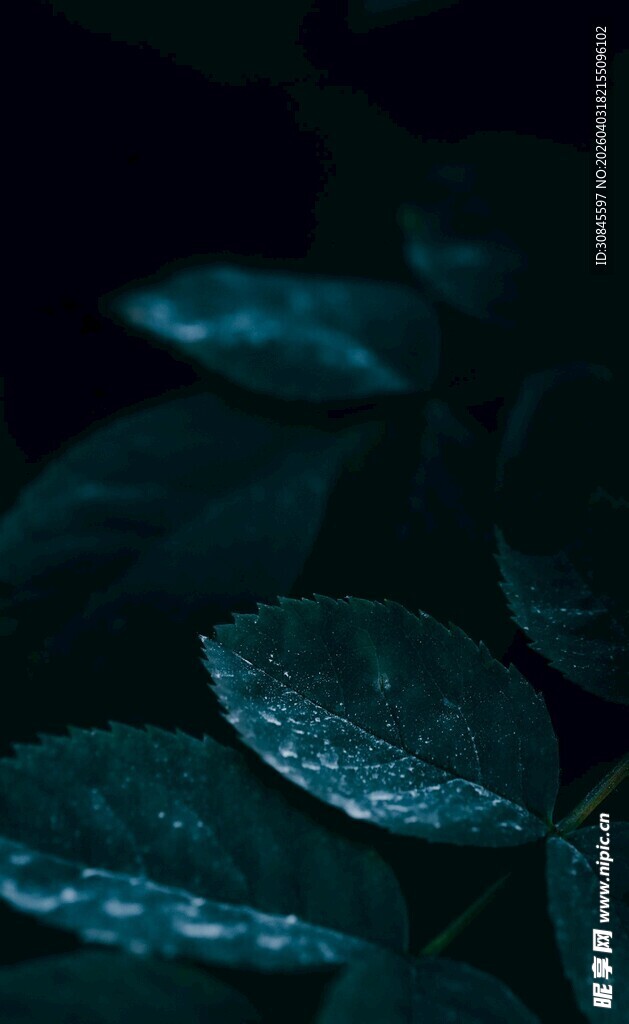 带水珠的深绿叶片