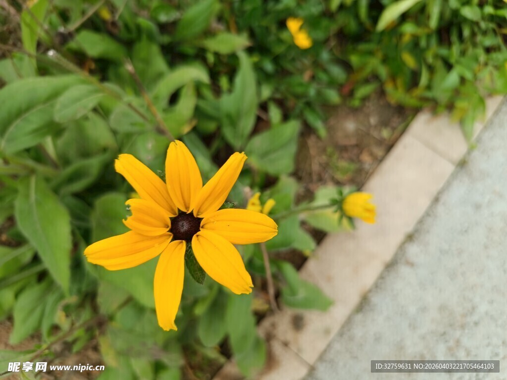 黄色黑心菊特写