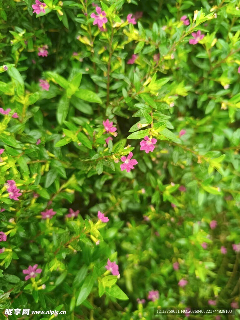 绿叶间绽放的粉嫩小花