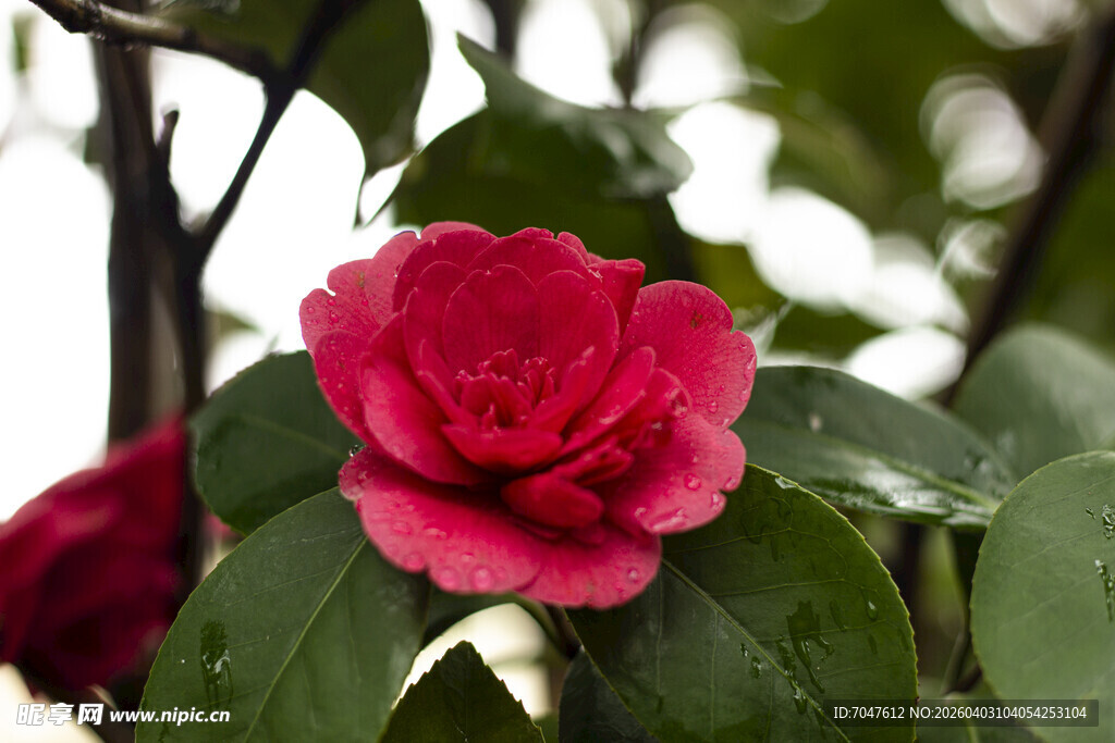 红色山茶花