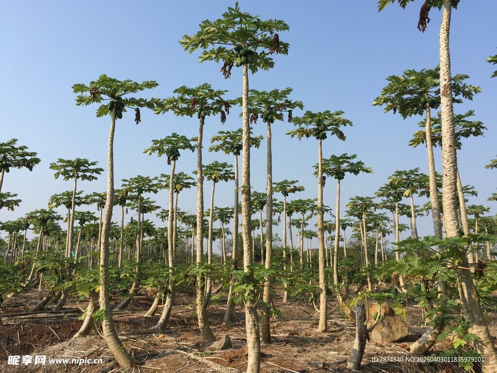 木瓜种植园 挺拔植株成片