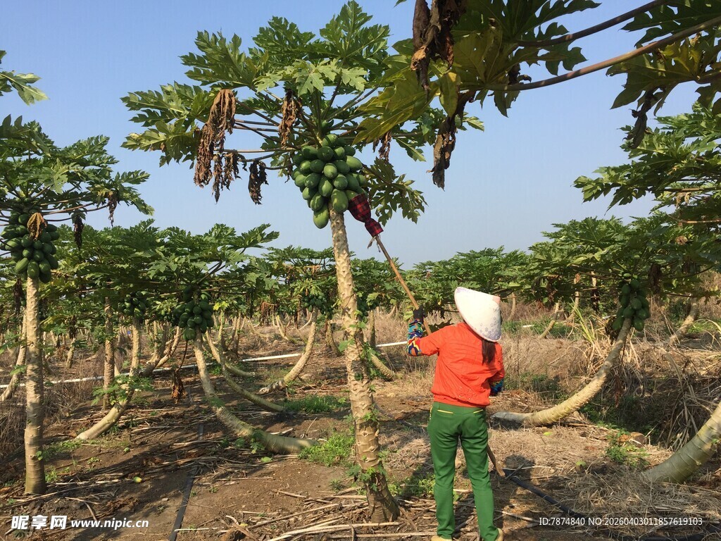 农民田间打理木瓜树