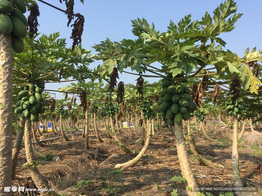 木瓜种植园景象