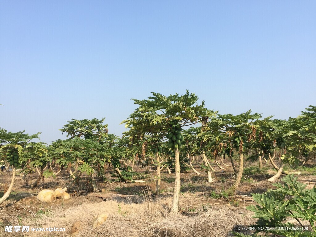 木瓜种植园景象