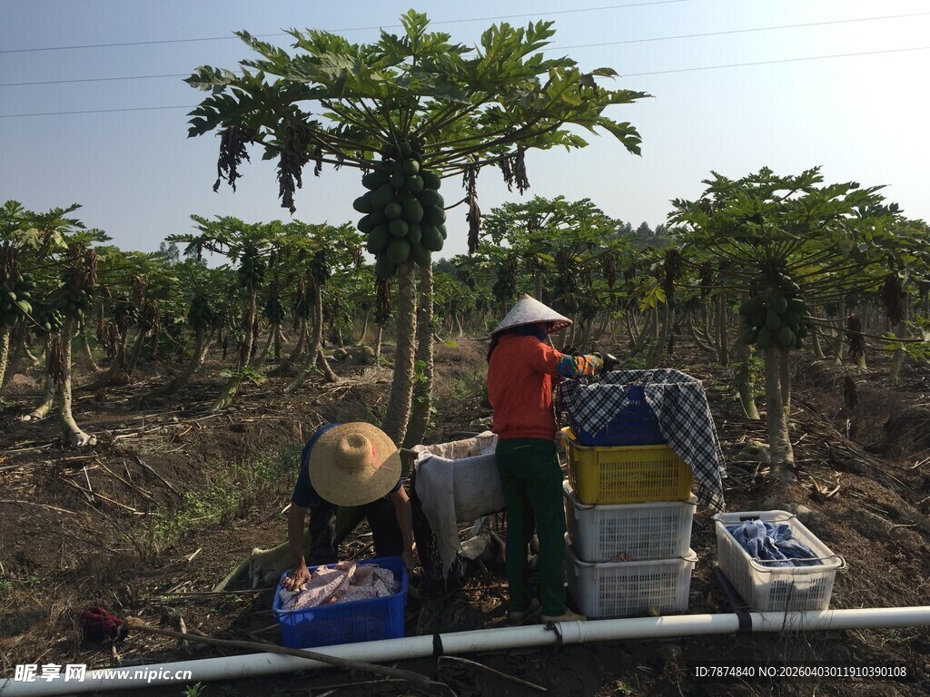 田间劳作的农民与物资