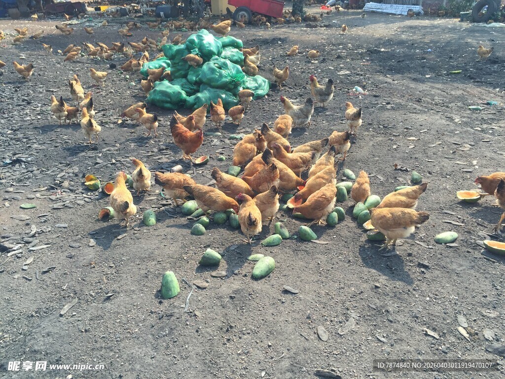 地上散落的玉米与杂物