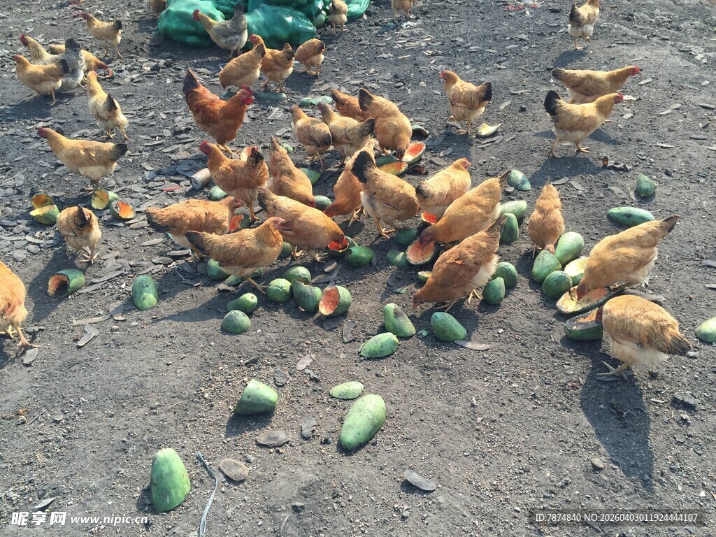 鸡群啄食地上的绿色食物