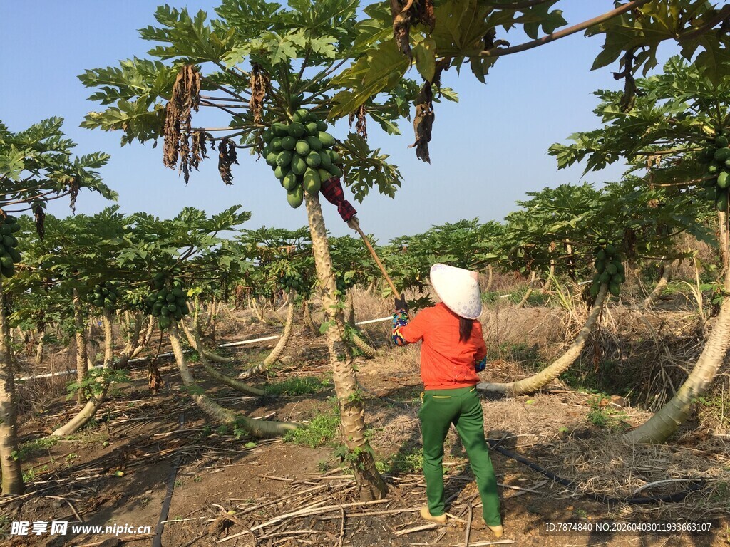 农民田间打理木瓜树