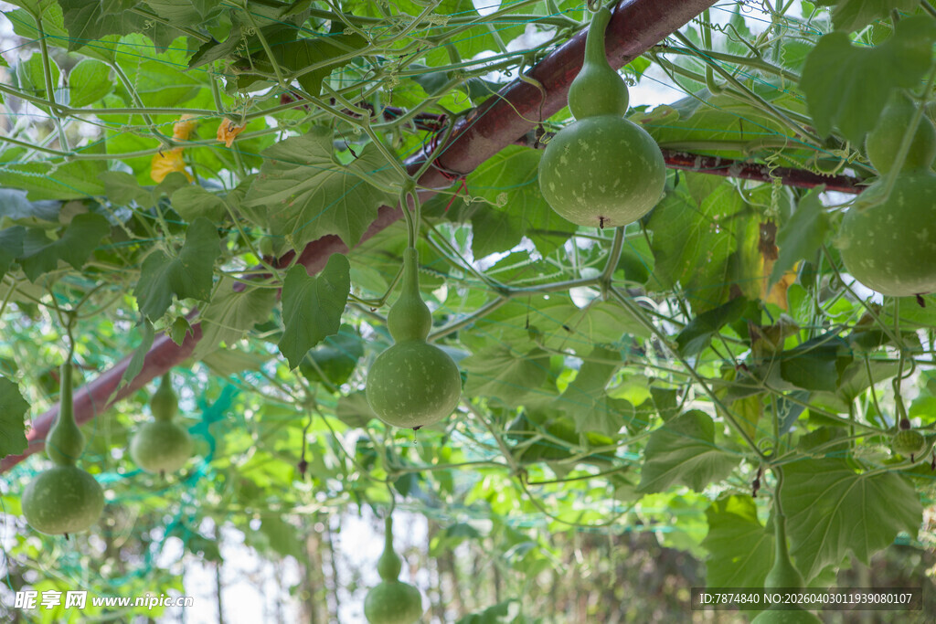 藤蔓上的青绿色瓜类果实