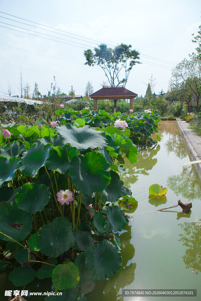 夏日荷塘美景