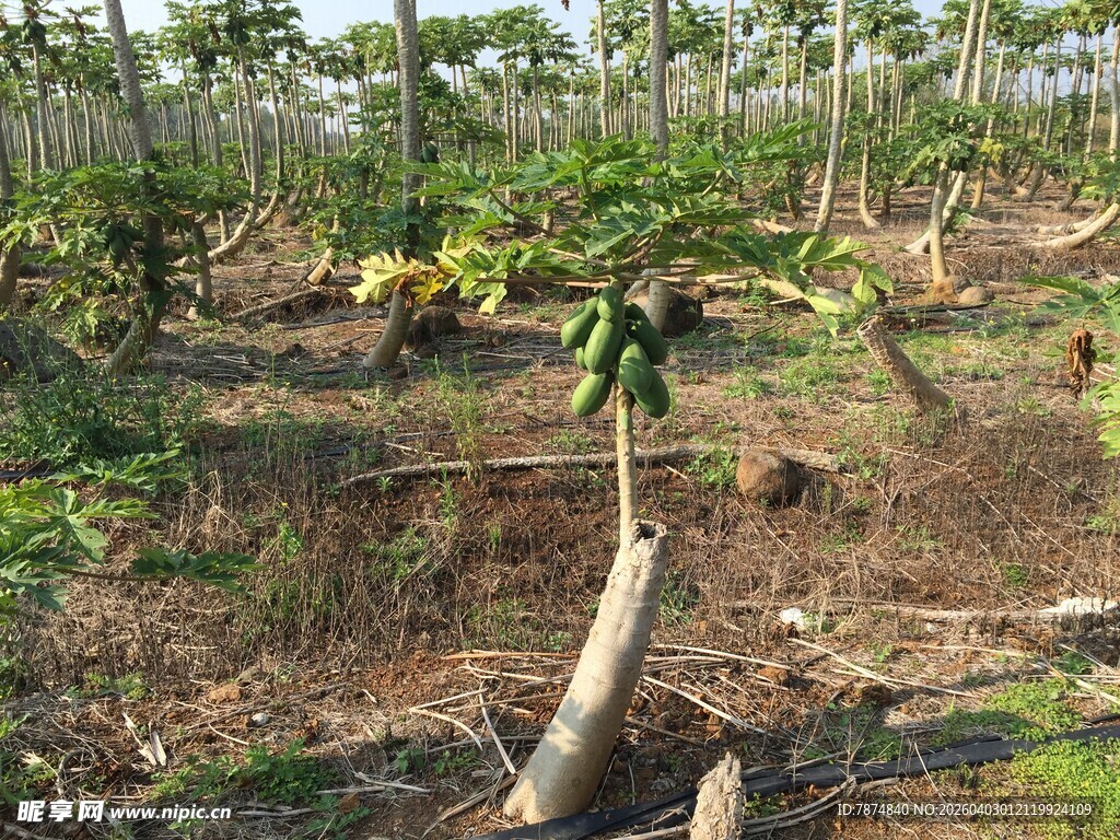 木瓜种植园景象