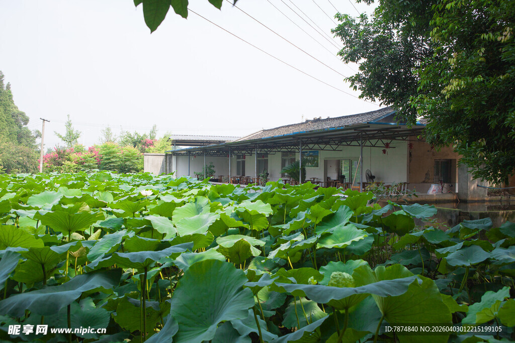 乡村荷塘边的宁静小屋