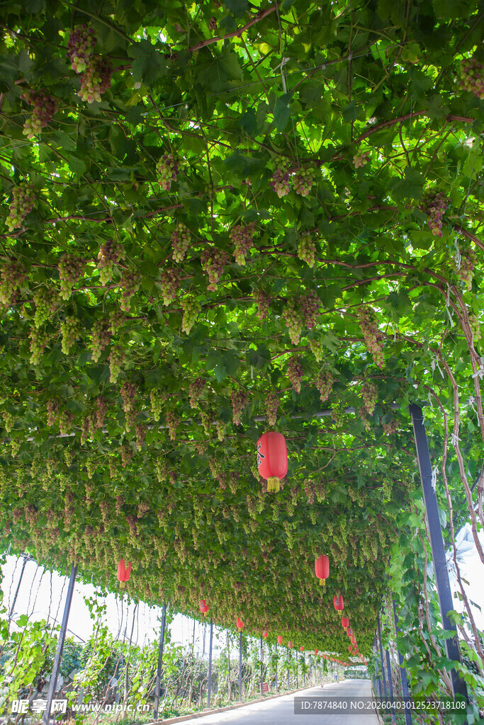 绿荫长廊下的红色点缀