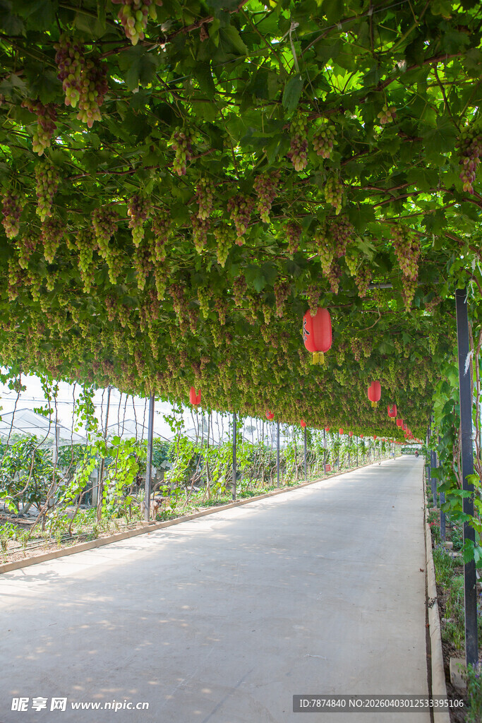 葡萄藤架下的静谧小路