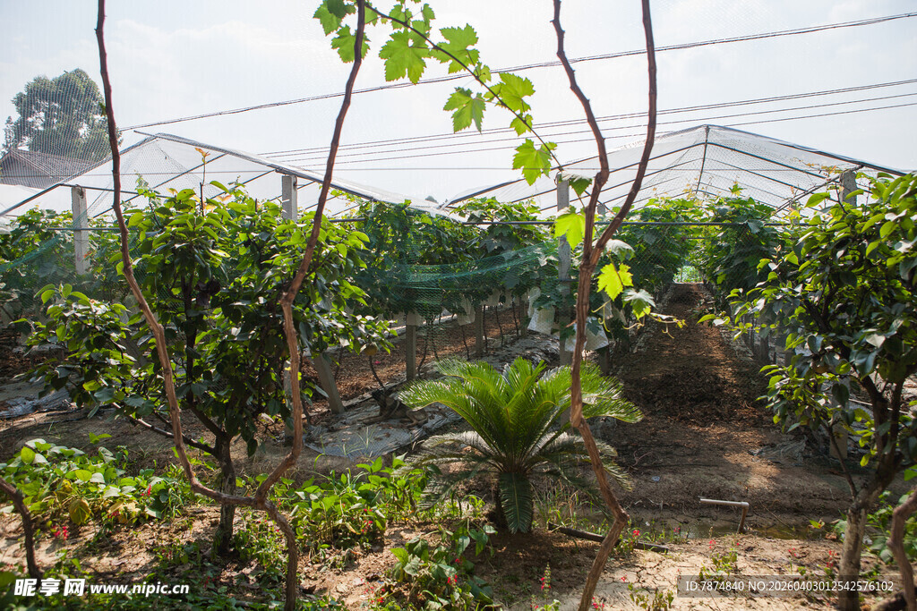 温室中的葡萄种植景象