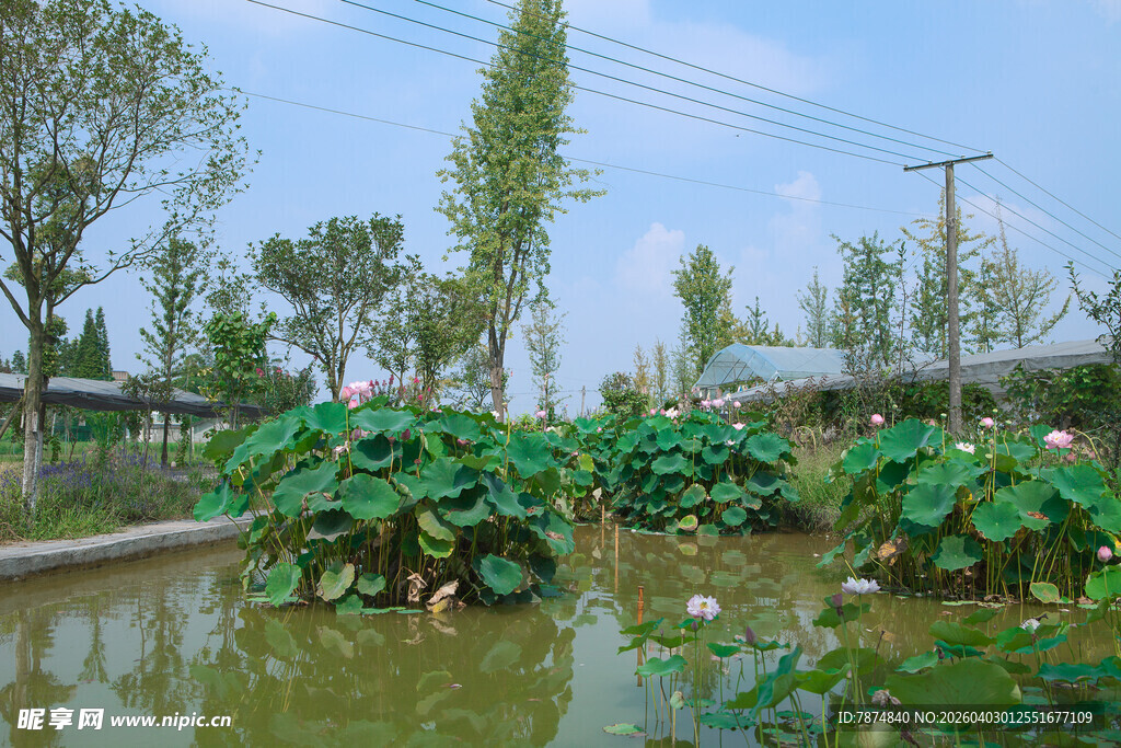 池塘荷花景致