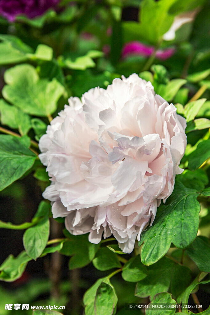 淡粉色盛开的美丽牡丹花